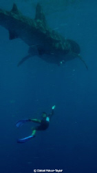 Whale shark encounter...no need for words! by Daniel Ponce-Taylor 